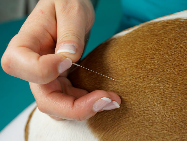 Acupuncture for Pets in Altamont